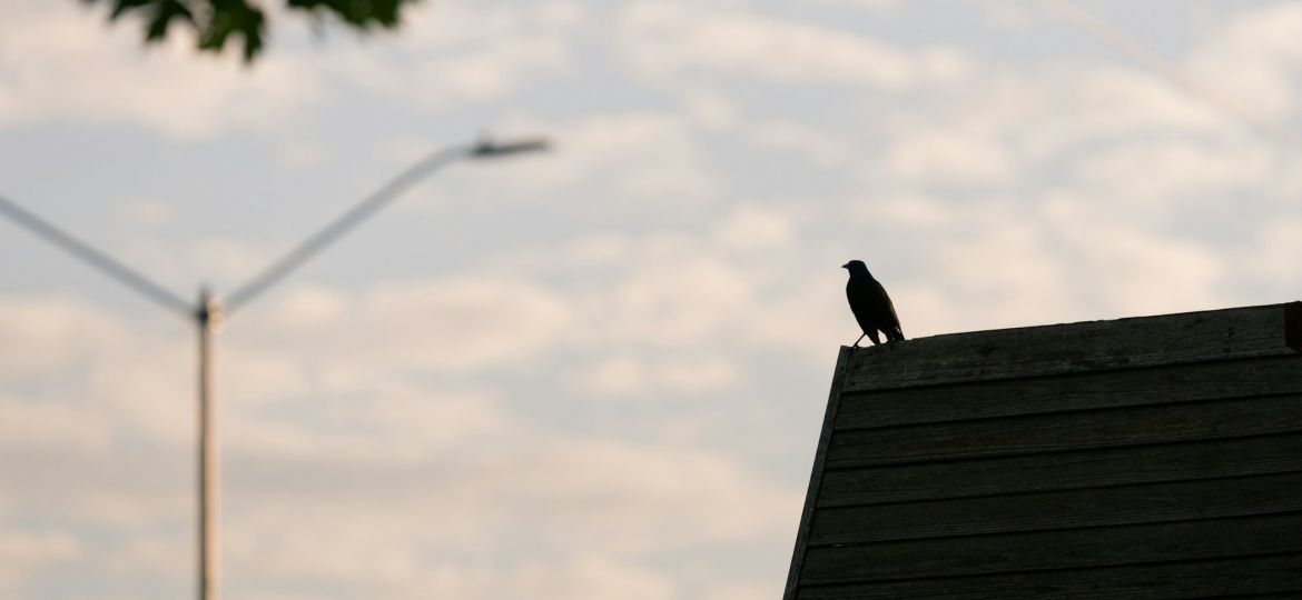 crow on a roof