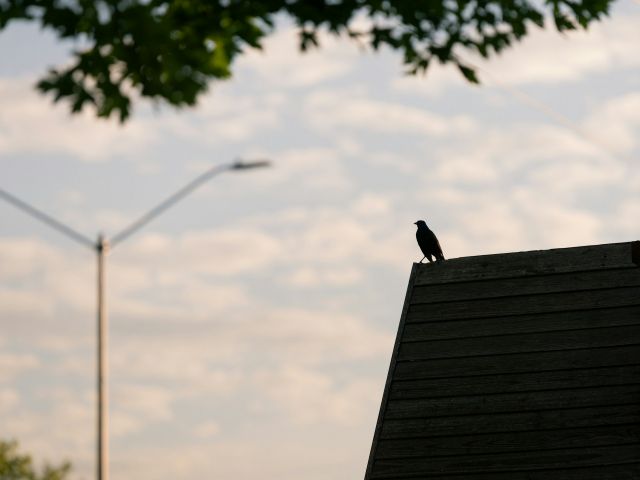 crow on a roof