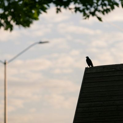 crow on a roof